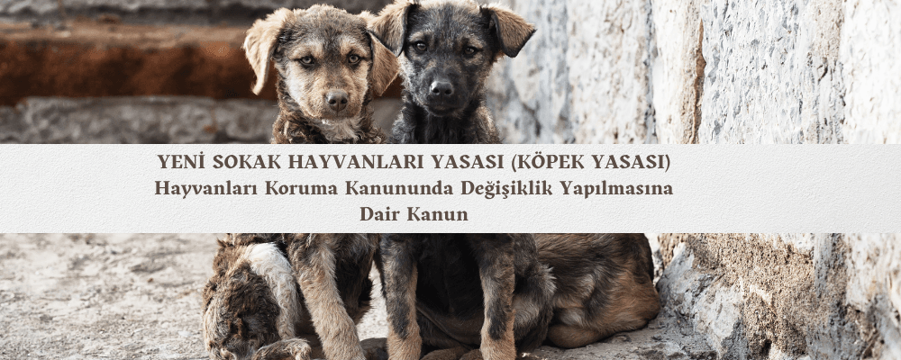 Yeni Sokak Hayvanları Yasası Yürürlüğe Girdi - yeni-sokak-hayvanlari-yasasi-yueruerluege-girdi